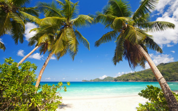 Картинка природа тропики песок берег пляж palms sand shore sea beach summer tropical paradise пальмы море