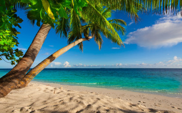 Картинка природа тропики shore sea palms summer sand tropical paradise beach пальмы песок берег море пляж