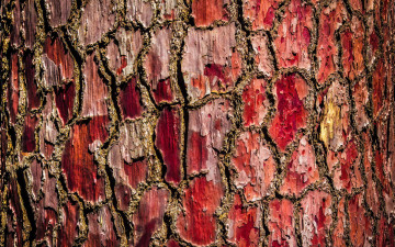 Картинка разное текстуры красная фон кора дерево