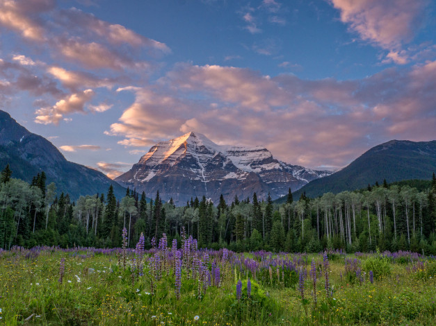 Обои картинки фото природа, горы, mount, robson, canadian, rockies, british, columbia, canada, гора, робсон, канадские, скалистые, британская, колумбия, канада, луг, цветы, лес, деревья
