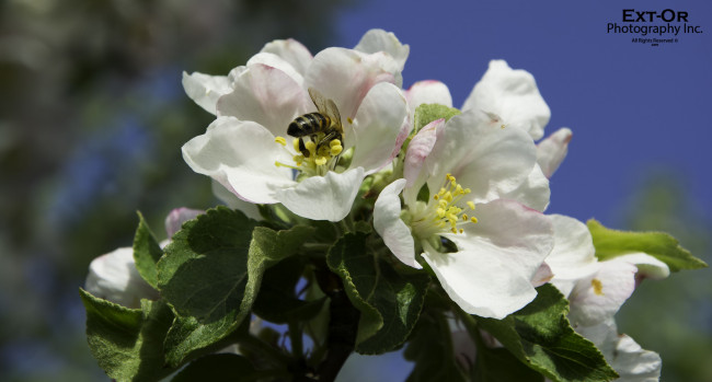 Обои картинки фото цветы, цветущие деревья ,  кустарники, яблоня, цветение, пчела, весна, макро