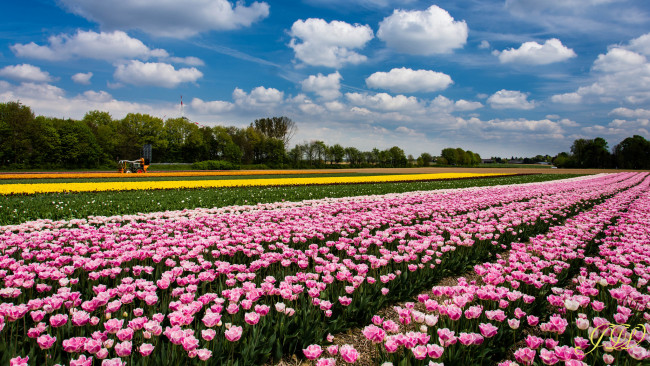 Обои картинки фото цветы, тюльпаны, облака, небо, розовые, поле