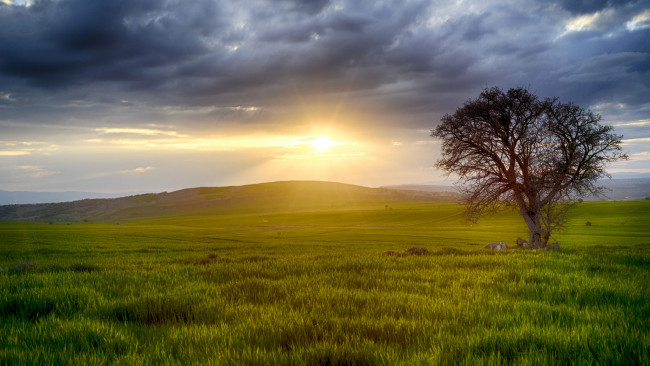 Обои картинки фото природа, восходы, закаты, поле, трава, солнце, лучи, восход, небо, дерево