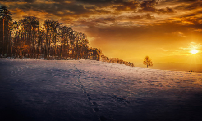 Обои картинки фото природа, восходы, закаты, снег, зима, следы, деревья, закат