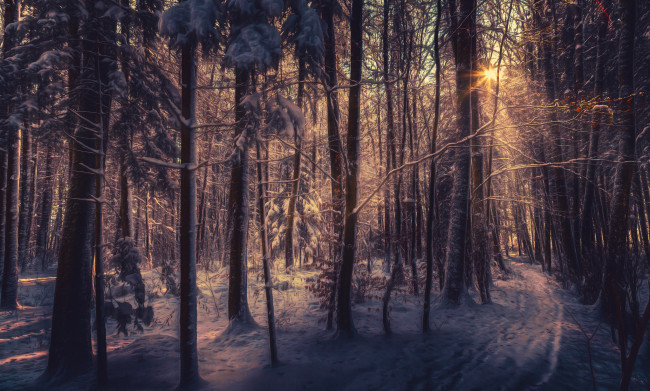 Обои картинки фото природа, зима, иней, утро, лес, снег, деревья, восход