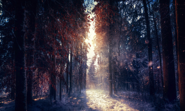 Обои картинки фото природа, зима, восход, деревья, лес, утро, иней, снег
