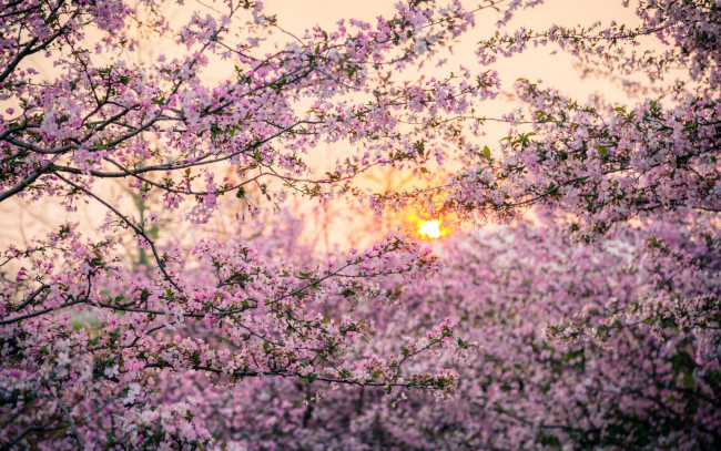 Обои картинки фото цветы, цветущие деревья ,  кустарники, деревья, сакура, закат, солнце, Япония, весна