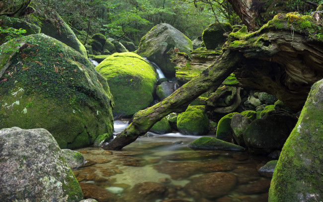 Обои картинки фото природа, реки, озера, japan, река, камни, поток, деревья, лес, Япония