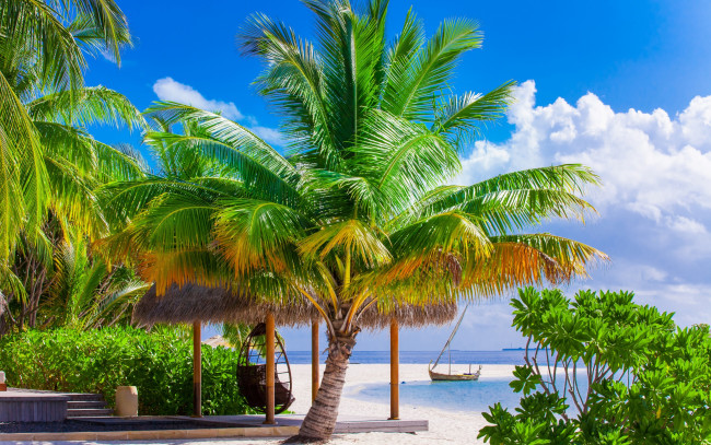 Обои картинки фото природа, тропики, palms, берег, sand, tropical, paradise, shore, sea, beach, summer, пляж, море, пальмы, песок