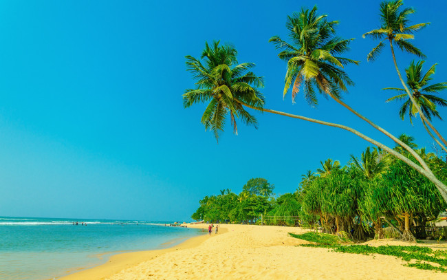 Обои картинки фото природа, тропики, paradise, пальмы, tropical, sand, beach, summer, песок, shore, берег, море, пляж, palms, sea