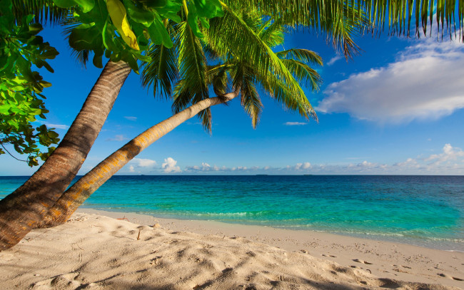 Обои картинки фото природа, тропики, shore, sea, palms, summer, sand, tropical, paradise, beach, пальмы, песок, берег, море, пляж