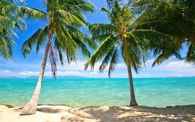 Обои картинки фото природа, тропики, summer, tropical, paradise, shore, sea, beach, берег, пляж, пальмы, песок, море, palms, sand