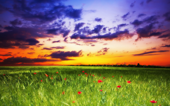 Обои картинки фото природа, восходы, закаты, маки, цветы, трава, nature, sunset, поле, небо, закат, sky, landscape