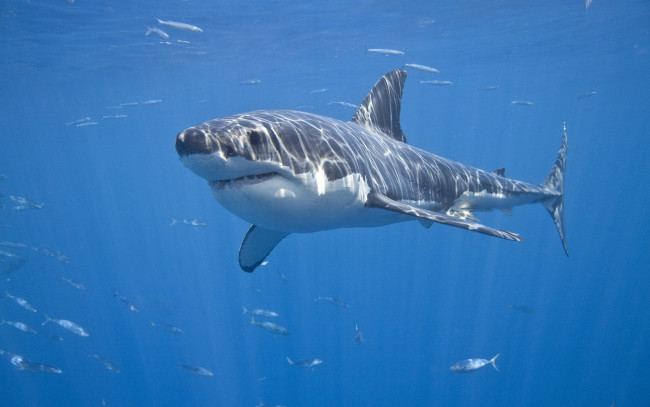 Обои картинки фото животные, акулы, белая, акула, рыбы, красава, море