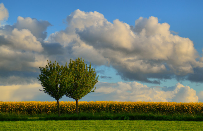 Обои картинки фото природа, поля, деревья, цветы, поле, облака, небо
