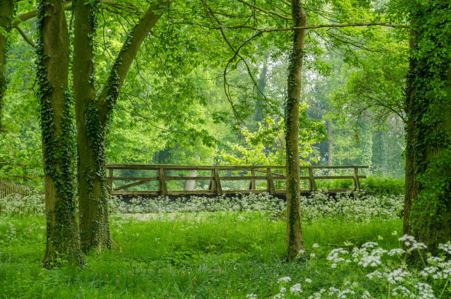 Обои картинки фото природа, парк, мостик, мох, деревья