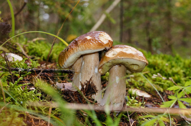 Обои картинки фото природа, грибы, лес, осень