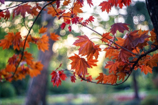 Обои картинки фото природа, листья, осень, дерево, ветки, боке