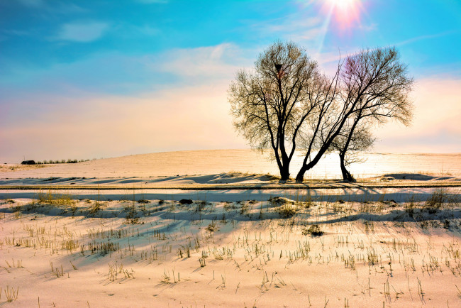 Обои картинки фото природа, зима, дерево, снег, небо, солнце