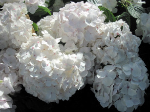 Картинка цветы гортензия белый