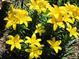 Картинка цветы лилии +лилейники желтый солнечный