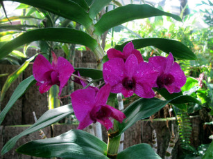 Картинка цветы орхидеи капли