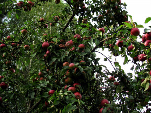 Картинка природа плоды яблоки урожай