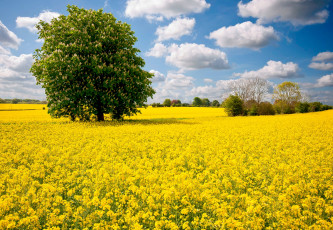 Картинка природа луга дерево облака небо цветы поле луг каштан