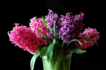 Картинка цветы гиацинты лиловый розовый