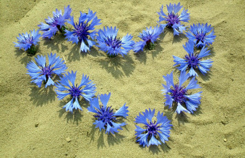 Картинка цветы васильки синий песок