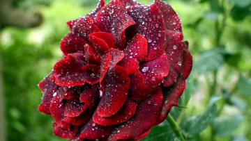 Картинка цветы розы бордо капли макро