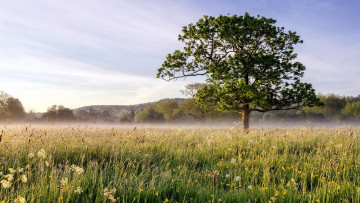 Картинка природа пейзажи поле трава колосья дерево туман