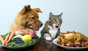 обоя юмор и приколы, кошка, собака, мясо, фрукты