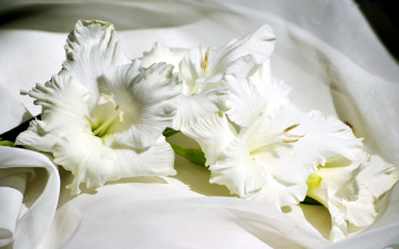 Картинка цветы гладиолусы белый