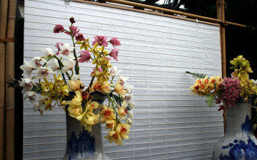 Картинка цветы орхидеи выставка вазы