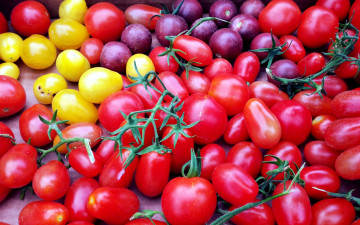 Картинка еда помидоры томаты разноцветные