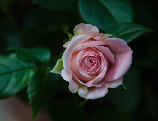 Обои картинки фото цветы, розы, роза, бутон, макро