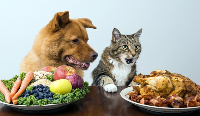 Обои картинки фото юмор и приколы, кошка, собака, мясо, фрукты