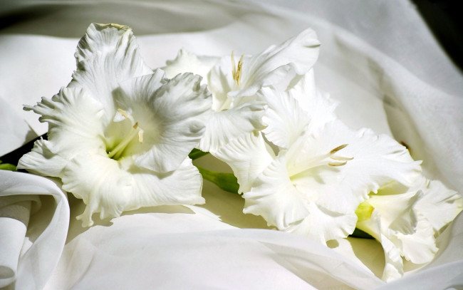 Обои картинки фото цветы, гладиолусы, белый