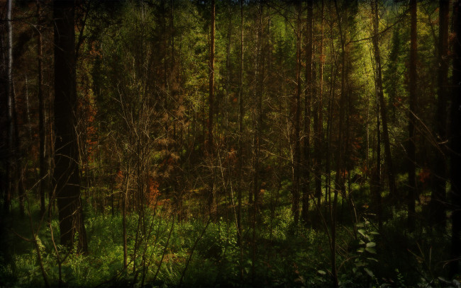 Обои картинки фото природа, лес, чаща, деревья, подлесок