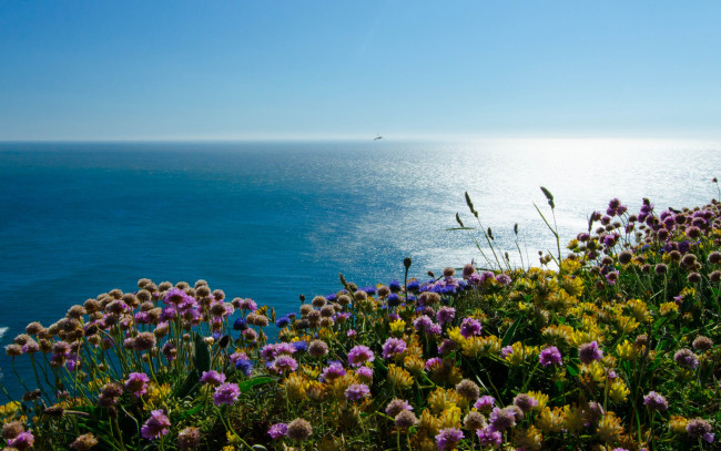 Обои картинки фото природа, побережье, море, цветы, ирландское