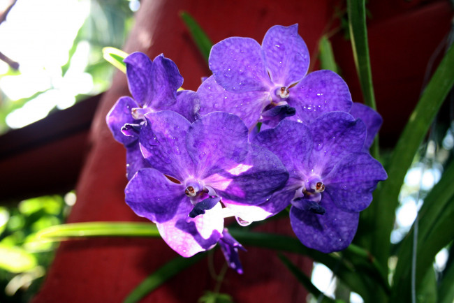 Обои картинки фото цветы, орхидеи, лиловый