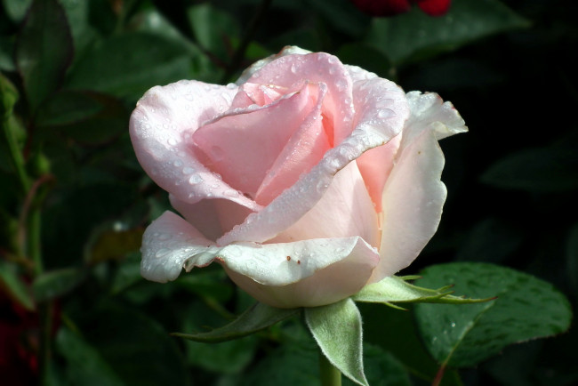 Обои картинки фото цветы, розы, капли, бутон, розовый