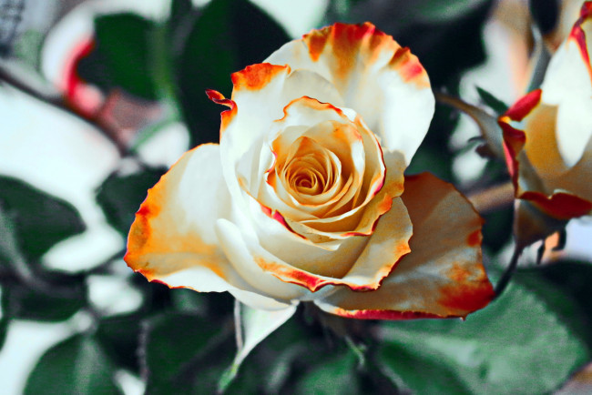 Обои картинки фото цветы, розы, макро, бутон