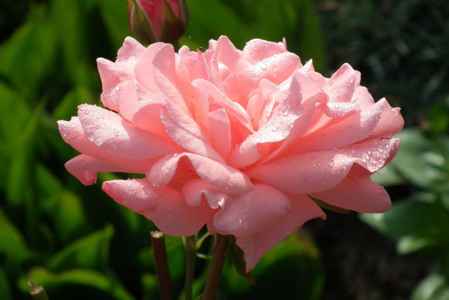 Обои картинки фото цветы, розы, макро, капли, лепестки, розовый