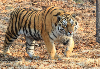 Картинка тигр животные тигры амурский