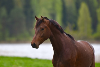 Картинка животные лошади животное красавцы horse animal handsome