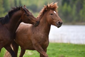 Картинка животные лошади животное красавцы horse animal handsome