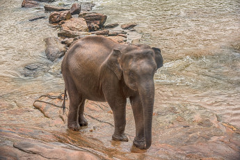 Картинка животные слоны вода камни