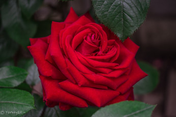 Картинка цветы розы роза бутон розовая лепестки цветение